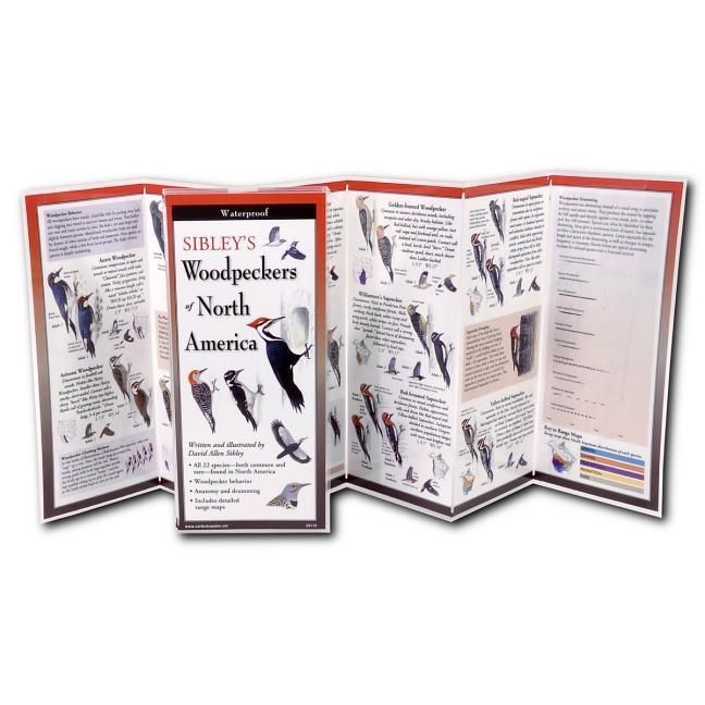 Produktbild: Sibley, D: Sibley's Woodpeckers of North America