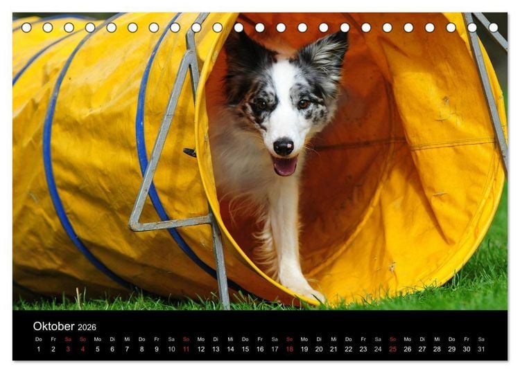 Produktbild: Border Collie 2026 (Tischkalender 2026 DIN A5 quer), CALVENDO Monatskalender