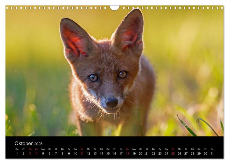 Produktbild: F&uuml;chse in freier Natur (Wandkalender 2026 DIN A3 quer), CALVENDO Monatskalender