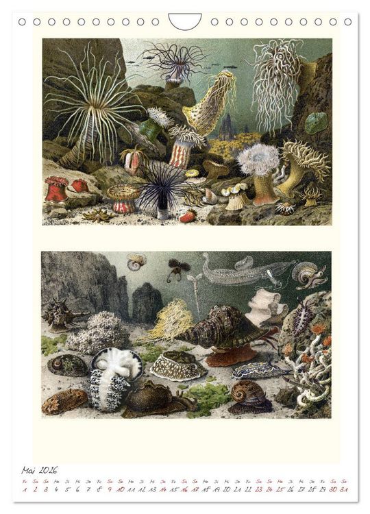 Produktbild: Formenspiele der Evolution. Chromolithographien des 19. Jahrhunderts (Wandkalender 2026 DIN A4 hoch), CALVENDO Monatskalender