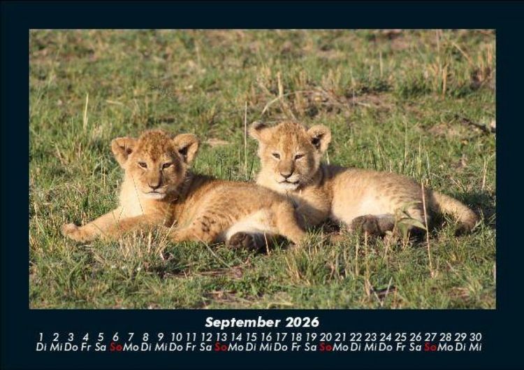 Produktbild: L&ouml;wen in der Wildnis 2026 Fotokalender DIN A5