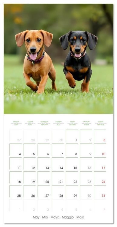 Produktbild: Dachshunds - lovely little dogs (Wall Calendar 2026 12 &times; 12 Inch) CALVENDO 12 Month Wall Calendar