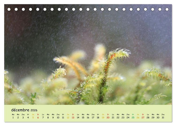 Produktbild: Le monde majestueux des mousses (Calendrier de bureau 2026 DIN A5 vertical), CALVENDO calendrier mensuel