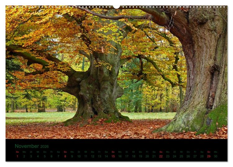Produktbild: Baumgefl&uuml;ster (Wandkalender 2026 DIN A2 quer), CALVENDO Monatskalender