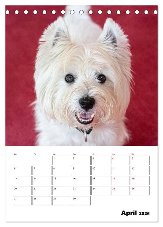 Produktbild: West Highland White Terrier - Herzensbrecher auf vier Pfoten (Tischkalender 2026 DIN A5 hoch), CALVENDO Monatskalender