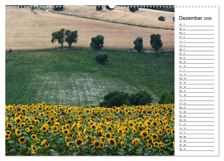 Produktbild: Ein Jahr lang Sonnenblumen (Wandkalender 2026 DIN A2 quer), CALVENDO Monatskalender