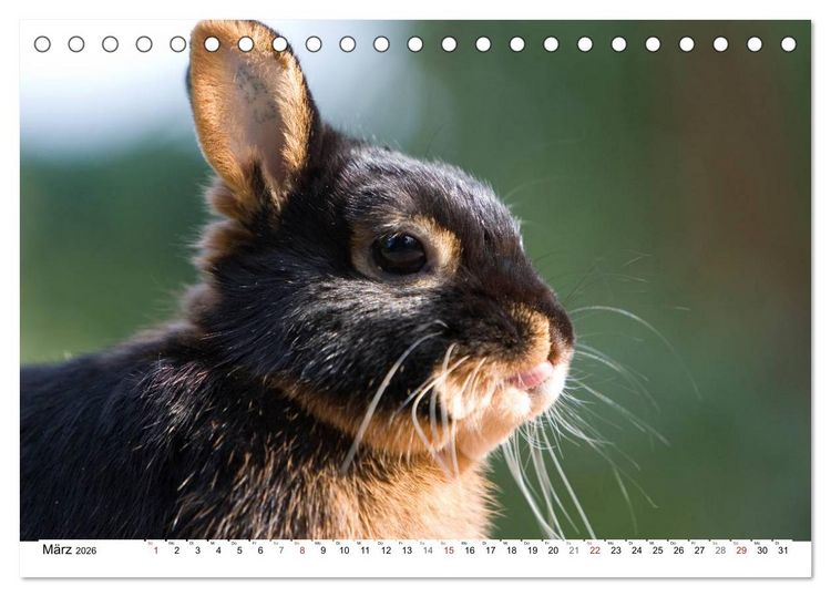 Produktbild: Kaninchen - knuddelige Hausgenossen (Tischkalender 2026 DIN A5 quer), CALVENDO Monatskalender