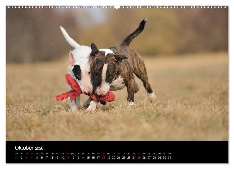 Produktbild: Bullterrier 2026 - Kleine Clowns mit gro&szlig;em Herz (hochwertiger Premium Wandkalender 2026 DIN A2 quer), Kunstdruck in Hochglanz