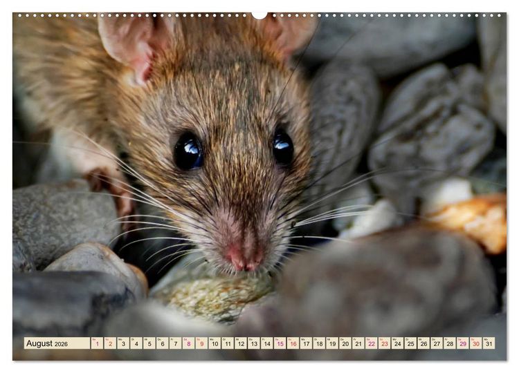 Produktbild: Kleiner Nager - Maus (hochwertiger Premium Wandkalender 2026 DIN A2 quer), Kunstdruck in Hochglanz