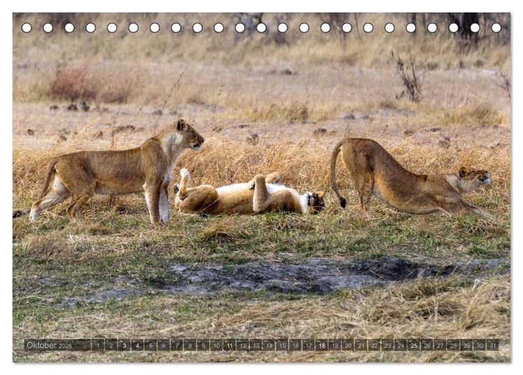 Produktbild: Botswana &ndash; Landschaft und Tierwelt (Tischkalender 2026 DIN A5 quer), CALVENDO Monatskalender