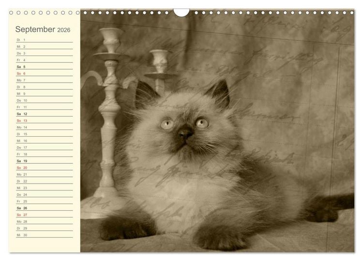 Produktbild: Oma's Katzenkalender 2026 (Wandkalender 2026 DIN A3 quer), CALVENDO Monatskalender