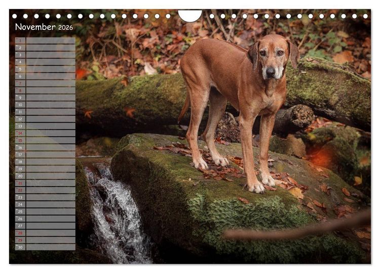 Produktbild: Rhodesian Ridgeback - Herzen auf vier Pfoten (Wandkalender 2026 DIN A4 quer), CALVENDO Monatskalender