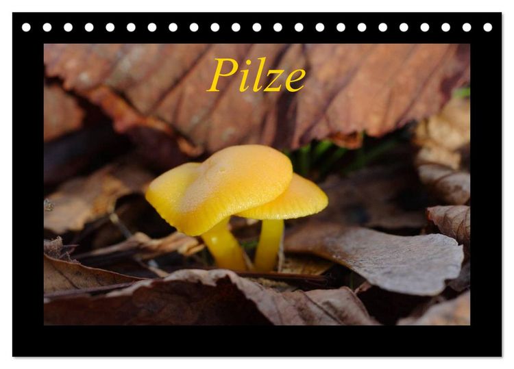 Produktbild: Pilze (Tischkalender 2026 DIN A5 quer), CALVENDO Monatskalender