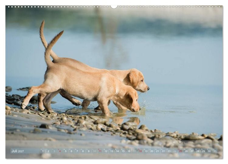 Produktbild: Labradore im Wasser (Wandkalender 2027 DIN A2 quer), CALVENDO Monatskalender