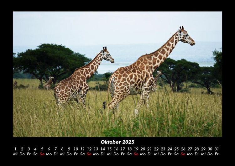 Produktbild: Tiere in der Wildnis 2025 Fotokalender DIN A3
