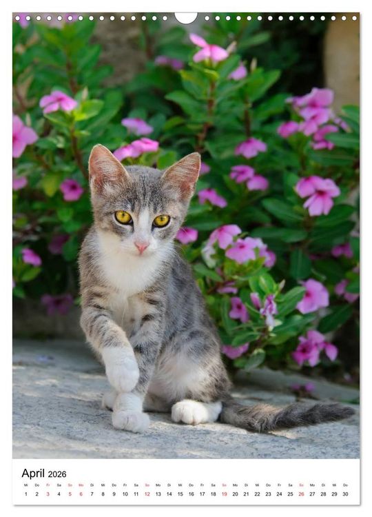 Produktbild: COUNTRY CATS (Wandkalender 2026 DIN A3 hoch), CALVENDO Monatskalender