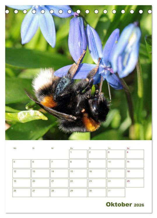 Produktbild: Wildbienen-Terminplaner 2026 (Tischkalender 2026 DIN A5 hoch), CALVENDO Monatskalender