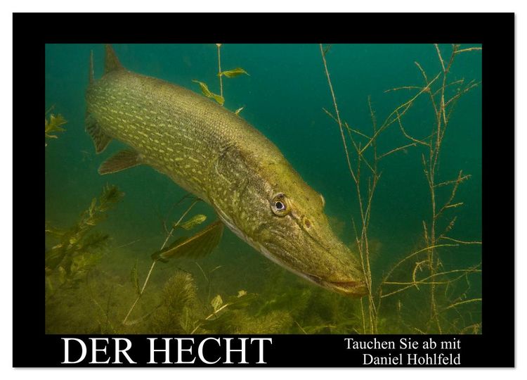Produktbild: Der Hecht - Tauchen Sie ab mit Daniel Hohlfeld (Wandkalender 2026 DIN A2 quer), CALVENDO Monatskalender