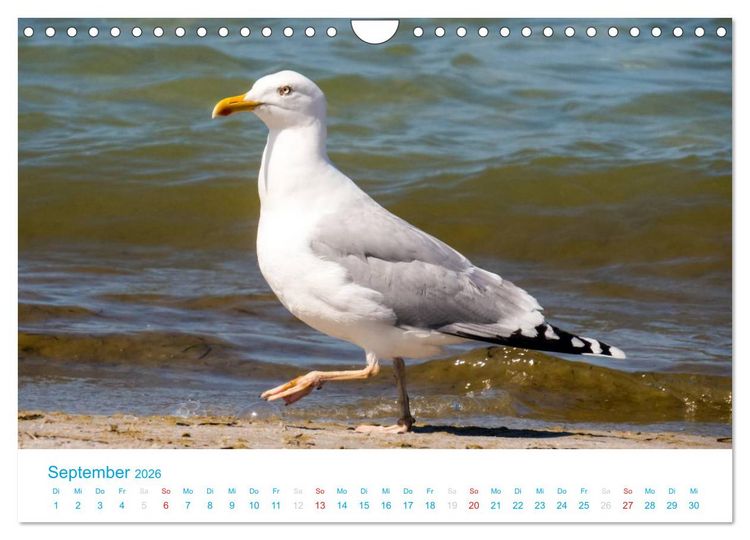 Produktbild: Der Dar&szlig; Kalender CH-Version (Wandkalender 2026 DIN A4 quer), CALVENDO Monatskalender