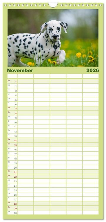 Produktbild: Familienplaner 2026 - Dalmatiner mit 5 Spalten (Wandkalender, 21 x 45 cm) CALVENDO