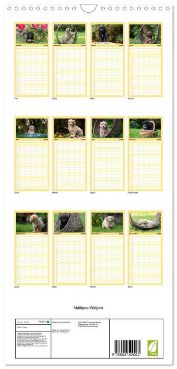 Produktbild: Familienplaner 2026 - Maltipoo Welpen mit 5 Spalten (Wandkalender, 21 x 45 cm) CALVENDO