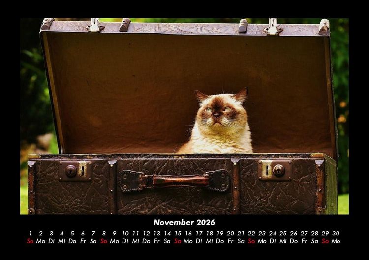 Produktbild: F&uuml;r Katzenfreunde 2026 Fotokalender DIN A3