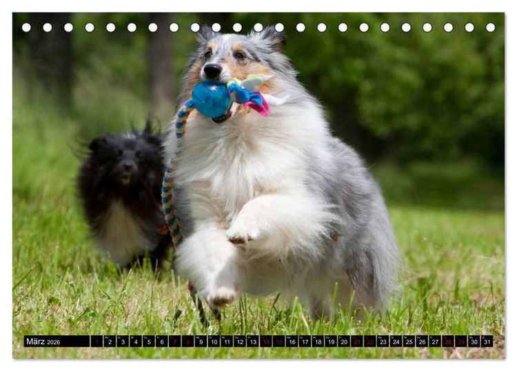 Produktbild: Shetland Sheepdogs - Kleine Charmeure (Tischkalender 2026 DIN A5 quer), CALVENDO Monatskalender