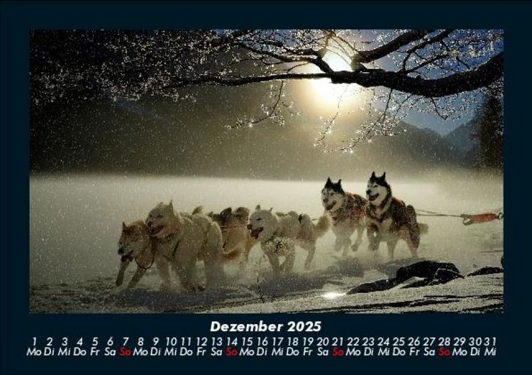 Produktbild: Hundezauber 2025 Fotokalender DIN A5