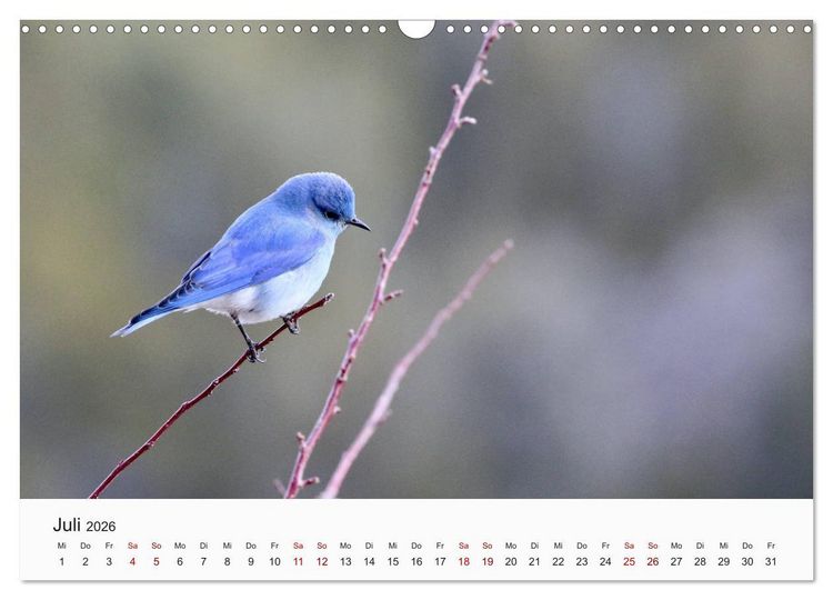 Produktbild: V&ouml;gel - Die K&ouml;nige der L&uuml;fte (Wandkalender 2026 DIN A3 quer), CALVENDO Monatskalender