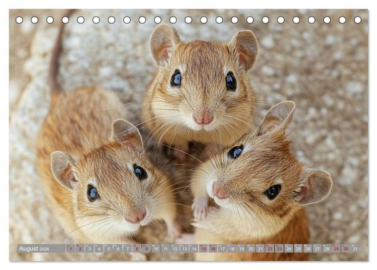 Produktbild: Maus im Haus - der Gerbil Kalender (Tischkalender 2026 DIN A5 quer), CALVENDO Monatskalender