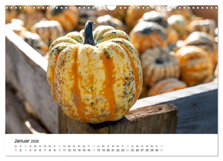 Produktbild: K&Uuml;RBIS KALENDER - Die sch&ouml;nsten K&uuml;rbisse des Jahres (Wandkalender 2026 DIN A3 quer), CALVENDO Monatskalender