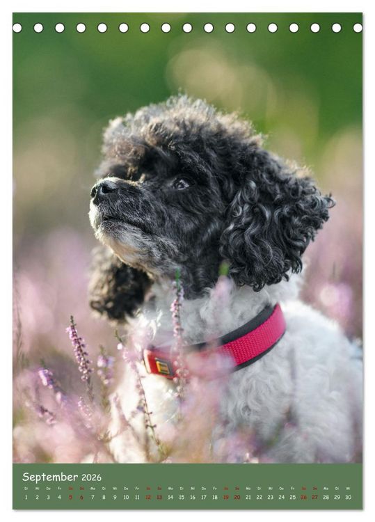 Produktbild: Flora Canidae - der Hunde-Bl&uuml;hpflanzen-Kalender (Tischkalender 2026 DIN A5 hoch), CALVENDO Monatskalender
