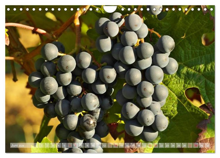 Produktbild: Wein- und Rebsorten aus Rheinland-Pfalz (Wandkalender 2026 DIN A4 quer), CALVENDO Monatskalender