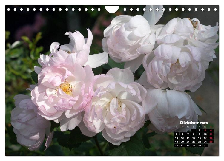 Produktbild: Magie der Rosen (Wandkalender 2026 DIN A4 quer), CALVENDO Monatskalender