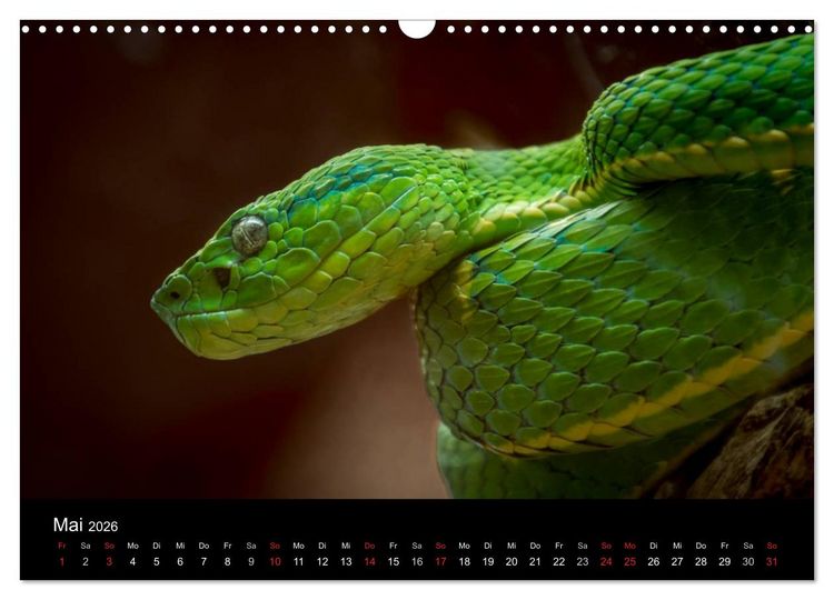 Produktbild: Costa Rica. Faszinierende Tierwelt (Wandkalender 2026 DIN A3 quer), CALVENDO Monatskalender