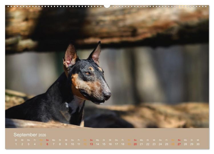 Produktbild: Bullterrier, liebenswerte Sturk&ouml;pfe (hochwertiger Premium Wandkalender 2026 DIN A2 quer), Kunstdruck in Hochglanz