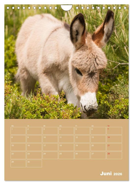 Produktbild: Entz&uuml;ckende Esel - Charmant und liebenswert (Wandkalender 2026 DIN A4 hoch), CALVENDO Monatskalender