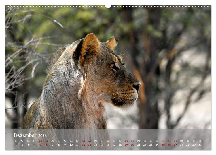 Produktbild: Kgalagadi - Fauna und Wildtiere in der Kalahari (hochwertiger Premium Wandkalender 2026 DIN A2 quer), Kunstdruck in Hochglanz