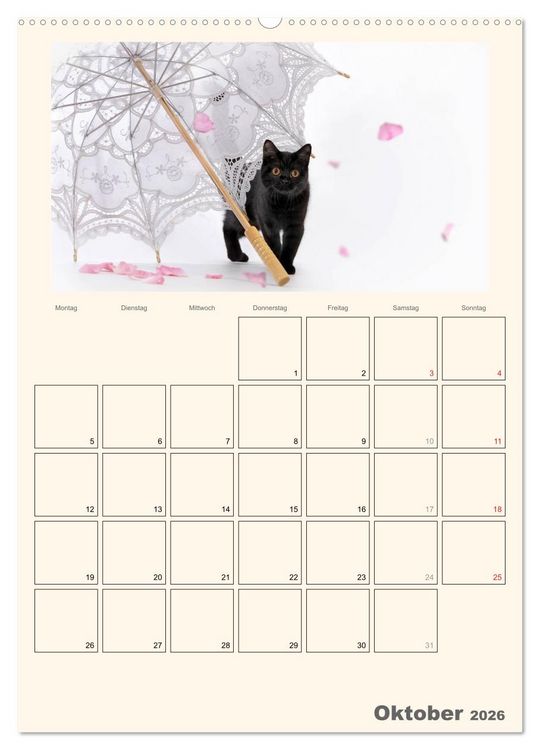Produktbild: Schmusige Britisch Kurzhaar (Wandkalender 2026 DIN A2 hoch), CALVENDO Monatskalender