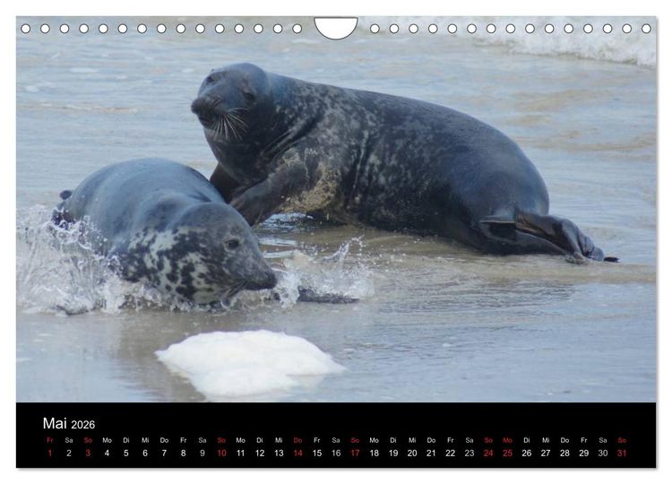 Produktbild: Verspielte Robben (Wandkalender 2026 DIN A4 quer), CALVENDO Monatskalender