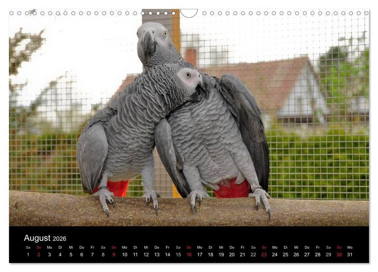 Produktbild: Graupapageien zum Verlieben (Wandkalender 2026 DIN A3 quer), CALVENDO Monatskalender
