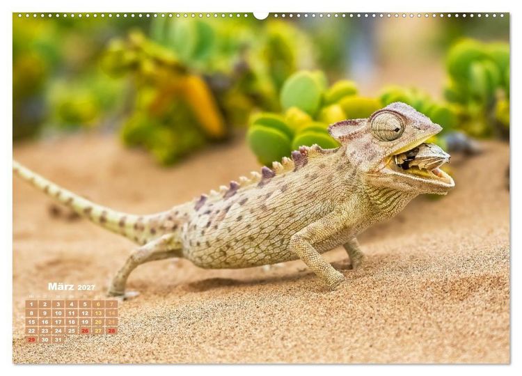 Produktbild: Cham&auml;leon: Die farbenfrohe Welt der Reptilien (Wandkalender 2027 DIN A2 quer), CALVENDO Monatskalender