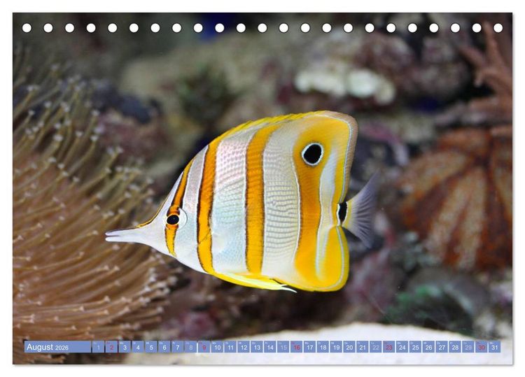 Produktbild: Bunte Welt der Fische (Tischkalender 2026 DIN A5 quer), CALVENDO Monatskalender