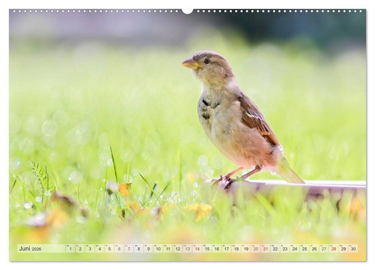 Produktbild: NATUR PUR Heimische Singv&ouml;gel (hochwertiger Premium Wandkalender 2026 DIN A2 quer), Kunstdruck in Hochglanz