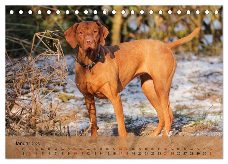 Produktbild: Magyar Vizsla - Ungarischer Vorstehhund (Tischkalender 2026 DIN A5 quer), CALVENDO Monatskalender