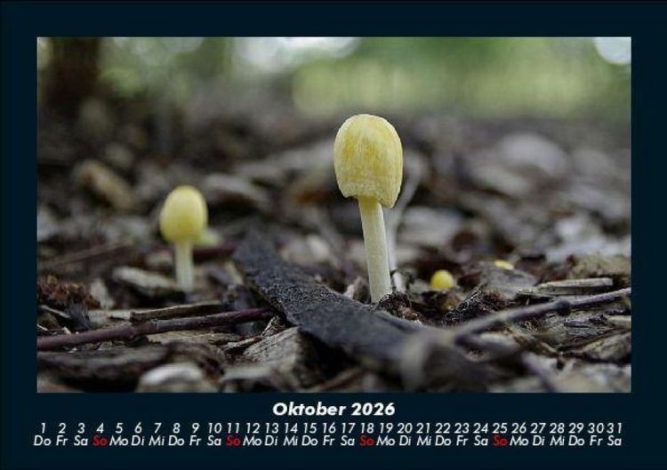Produktbild: Pilzkalender 2026 Fotokalender DIN A5