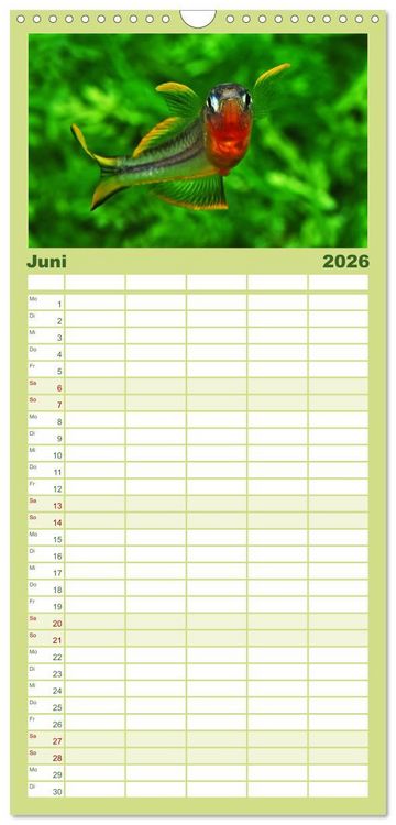 Produktbild: Familienplaner 2026 - Beliebte Fische der Welt mit 5 Spalten (Wandkalender, 21 x 45 cm) CALVENDO