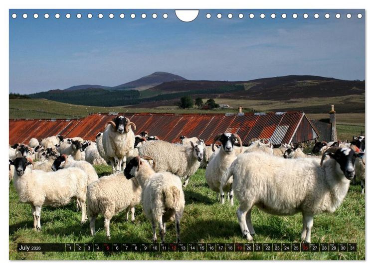 Produktbild: Sheep Portraits (Wall Calendar 2026 DIN A4 landscape), CALVENDO 12 Month Wall Calendar