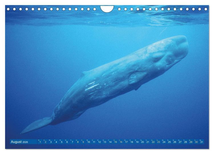 Produktbild: Wale: Giganten der Meere (Wandkalender 2026 DIN A4 quer), CALVENDO Monatskalender