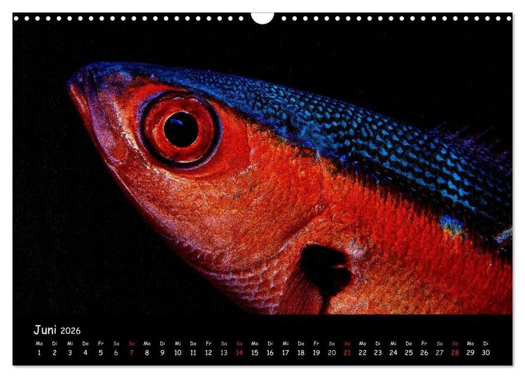 Produktbild: Die Welt unter Wasser (Wandkalender 2026 DIN A3 quer), CALVENDO Monatskalender